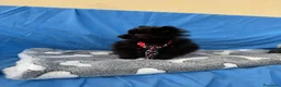 Spitz cani in vendita: Spitz tedesco  - Annuncio 4