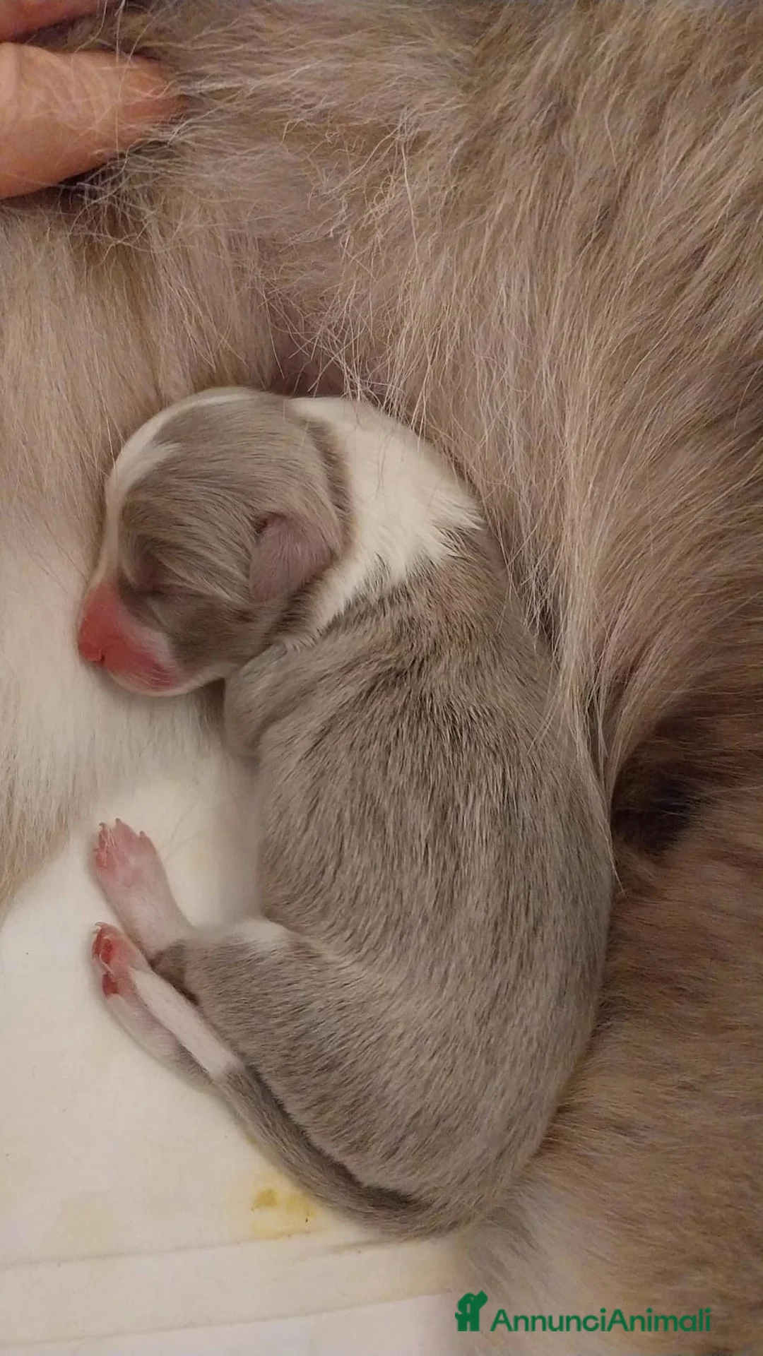 Border Collie cani in vendita: cuccioli border collie con pedigree - Annuncio 2