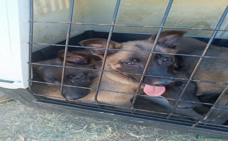 Pastore Belga cani a Provincia di Nuoro - Annuncio 1