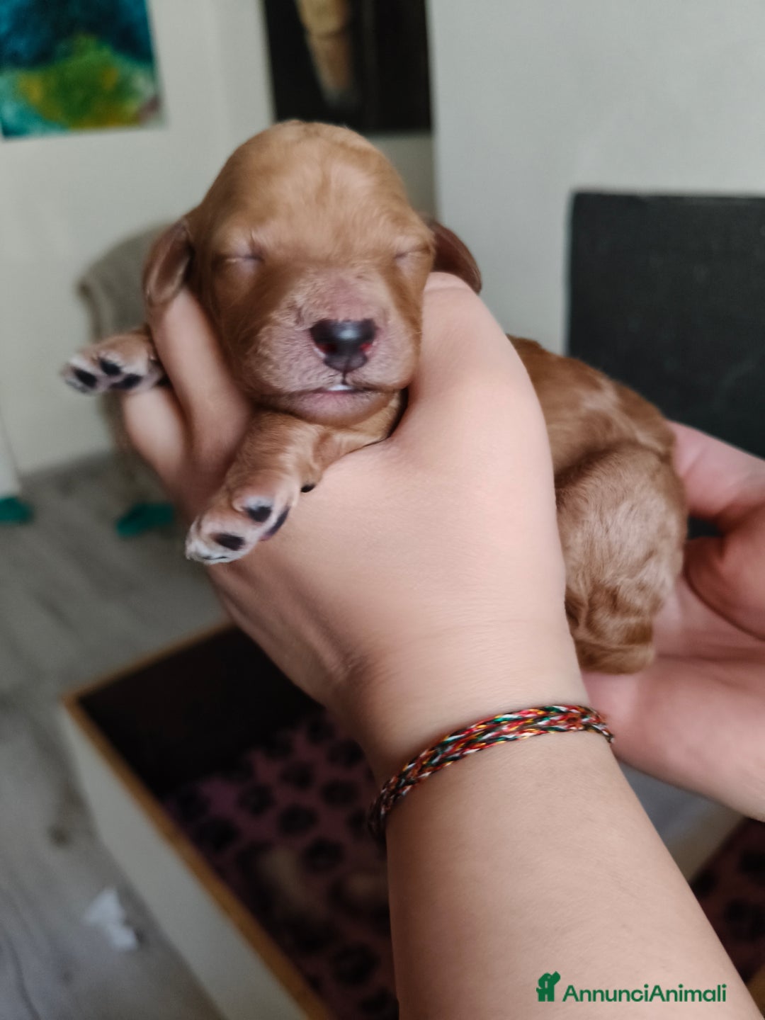 Barbone cani in vendita: BARBONE GRANDE MOLE - Annuncio 2