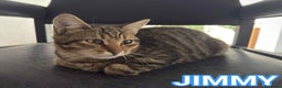 Europeo gatti in regalo: JIMMY, adorabile gattino in adozione! - Annuncio 1