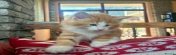 Norvegese gatti in vendita: cucciolo norvegese delle foreste - Annuncio 4