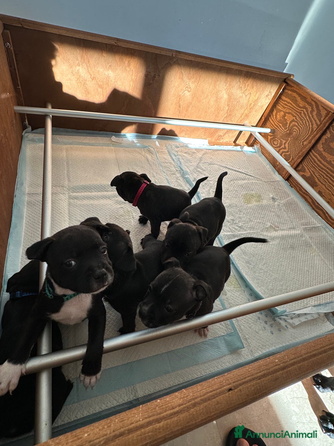 Staffordshire cani in vendita: Staffordshire Bull Terrier (Staffy) - Annuncio 6