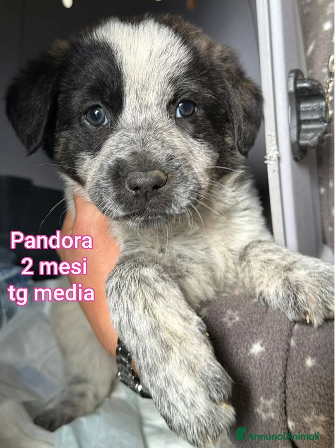 Meticcio cani in regalo: CUCCIOLI ESCLUSI E SOLI! - Annuncio 8