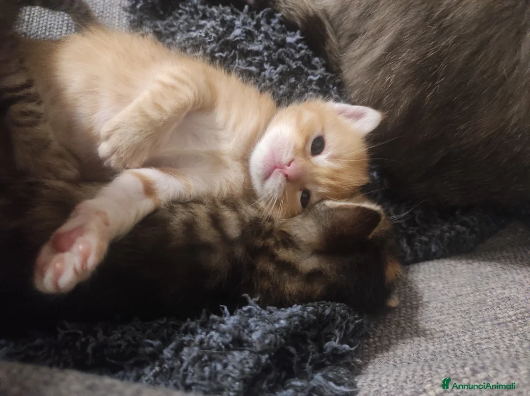 Meticcio gatti in regalo: Gattini a Provincia di Pordenone - Annuncio 2