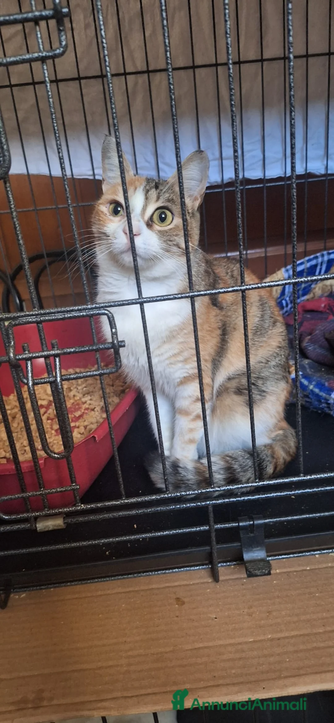 Europeo gatti in regalo: Maggie, abbandonata è pronta ad amare di nuovo  - Annuncio 2