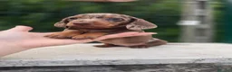 Bassotto cani in vendita: Bassotti arlecchino - Annuncio 9