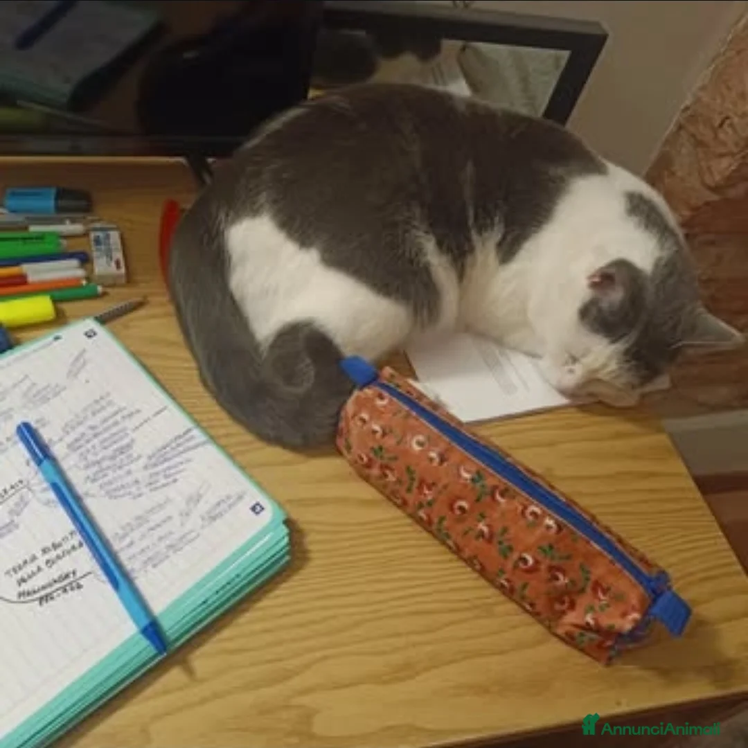 Europeo gatti in regalo: Coppia di gatti fratelli 7 anni (appartamento) - Annuncio 2