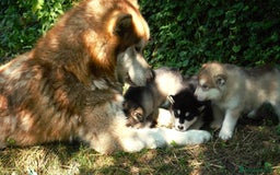 Alaskan Malamute cani in vendita: Cuccioli di alaskan malamute a Provincia di Padova - Immagine 9