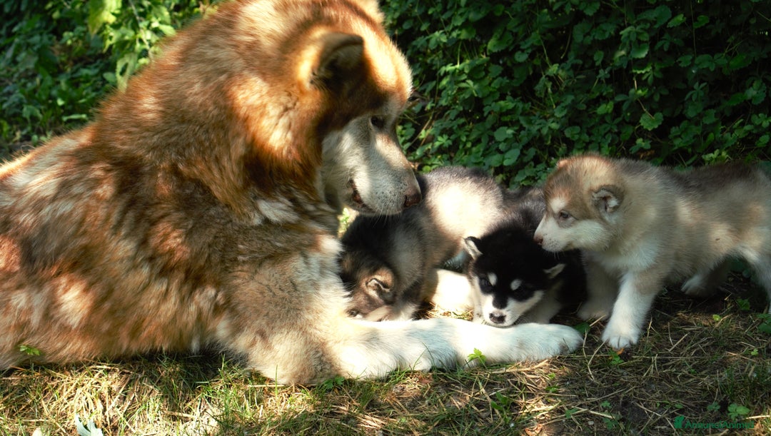 Alaskan Malamute cani in vendita: Cuccioli di alaskan malamute a Provincia di Padova - Immagine 9