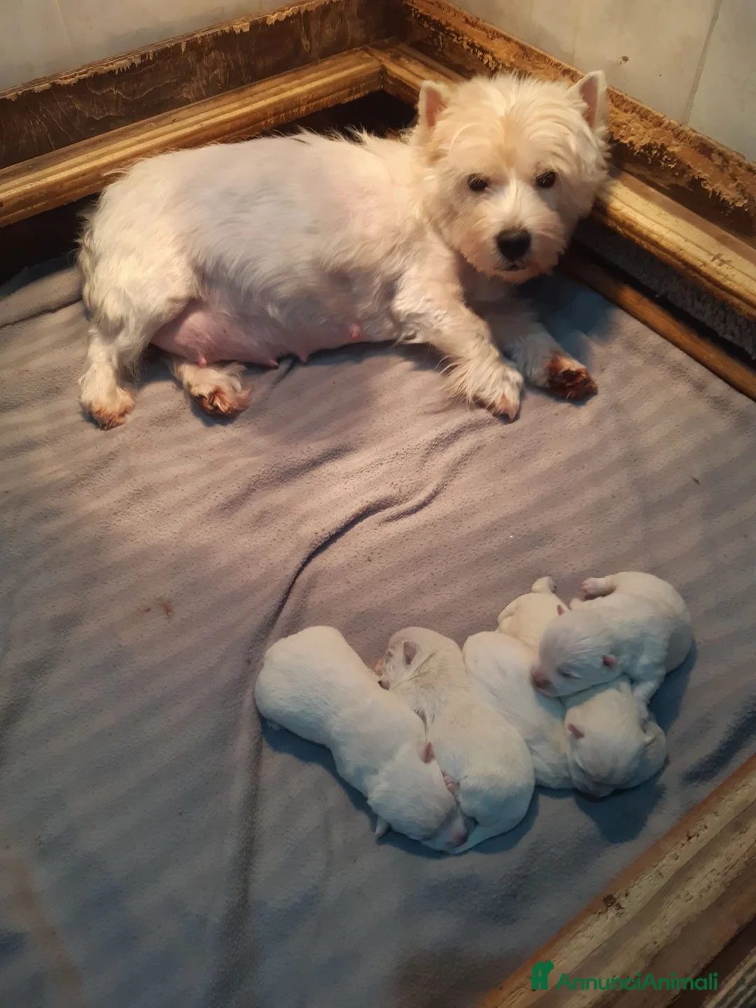 West Highland cani in vendita: West Highland White Terrier - Annuncio 2