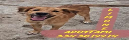 Meticcio cani in regalo: LIMONE 🩷 ASPRA LA VITA, DOLCISSIMA LEI a Provincia di Pavia - Annuncio 1