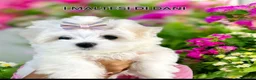 Maltese cani in vendita: Piccoli maltesi cercano la loro famiglia - Annuncio 6