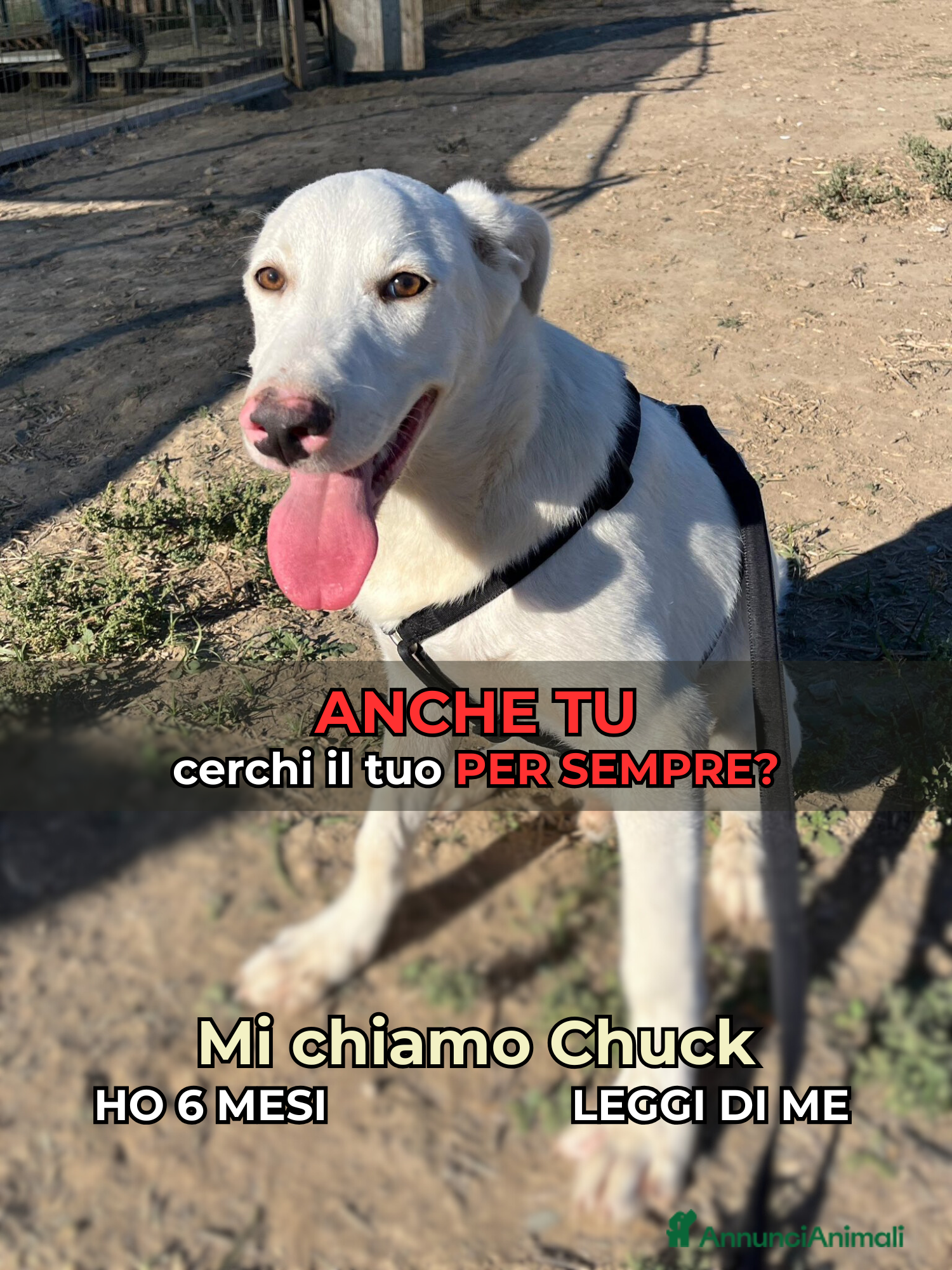 Altre razze cani CHUCK – Cucciolo buono e socievole - Annuncio 36