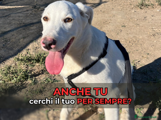 Altre razze cani CHUCK – Cucciolo buono e socievole - Annuncio 28