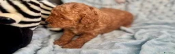 Barboncino Toy cani in vendita: Cuccioli Toy Poodle da Genitori Red e Phantom - Annuncio 7