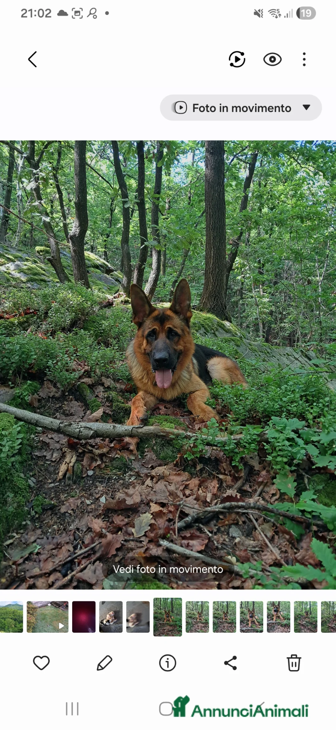 Pastore Tedesco cani in vendita: Pastore tedesco  - Annuncio 2