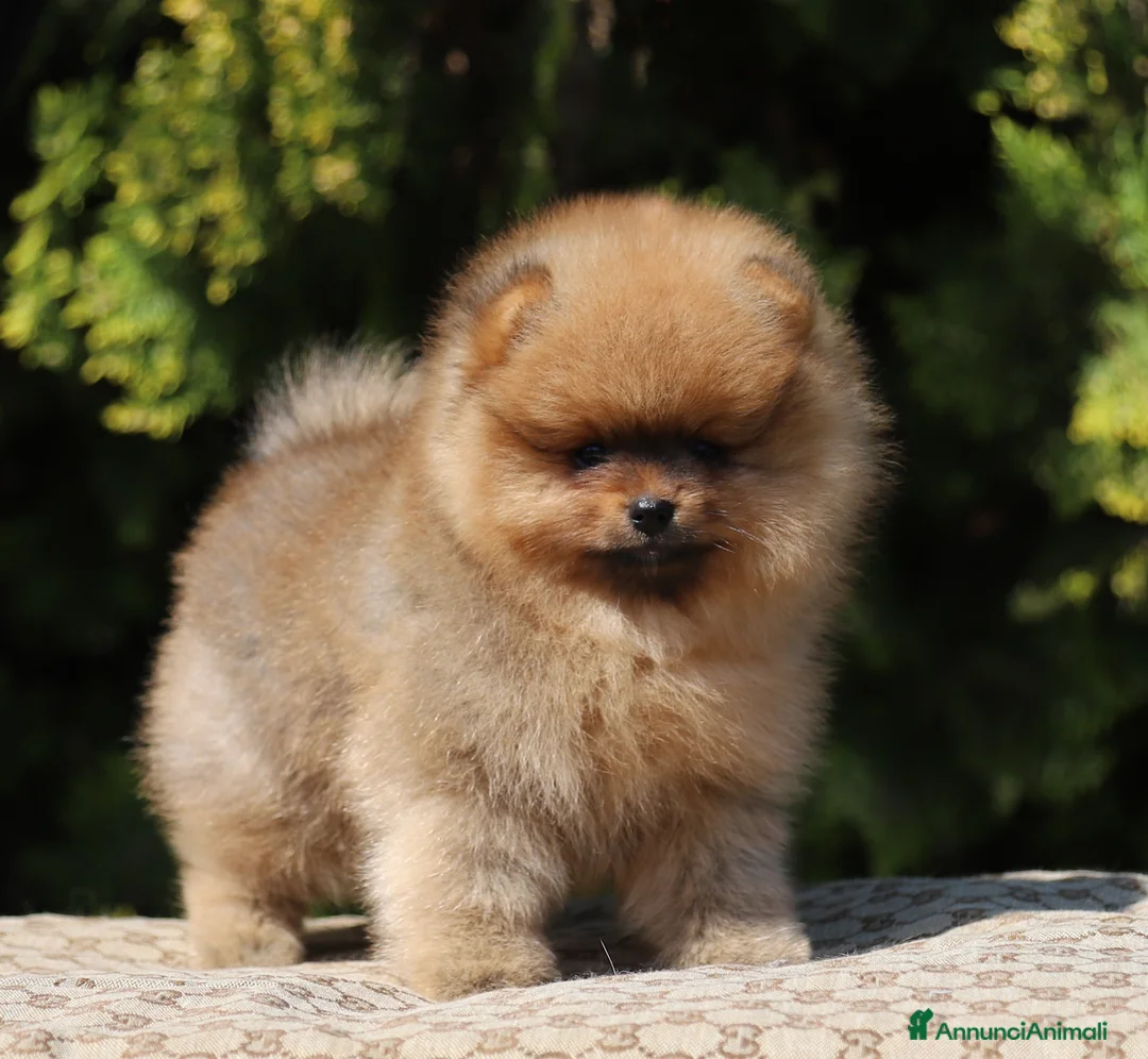Volpino Pomerania cani in vendita: Spitz tedesco Pomerania maschio  - Annuncio 2