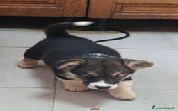 Corgi Pembroke cani in vendita: Corgi Pembroke  a Provincia di Pavia - Immagine 6