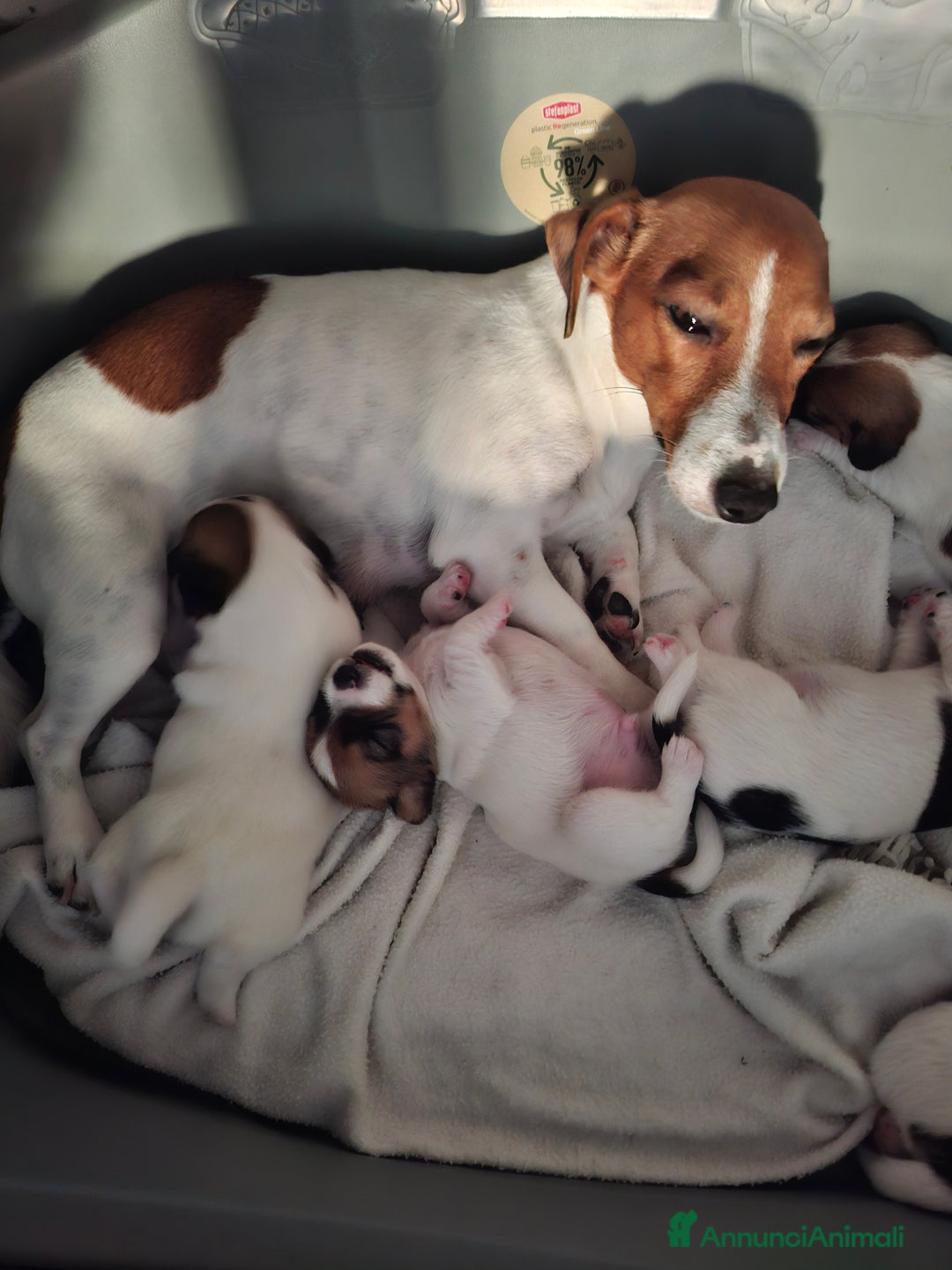 Jack Russell cani in vendita: JACK RUSSEL ultimo maschietto Pedigree - Annuncio 7