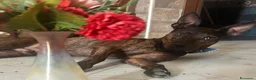 Meticcio cani in regalo: Syson tigrato 4anni mix Pinscher kg13 CASERTA SOS - Annuncio 3