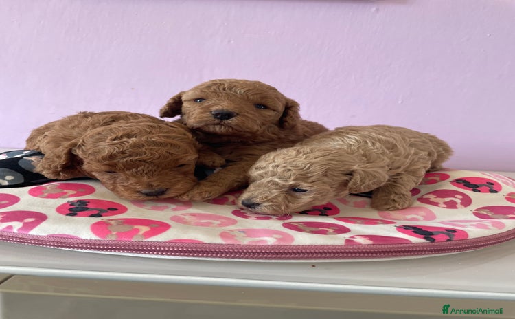 Barboncino Toy cani a Provincia di Cuneo - Annuncio 7