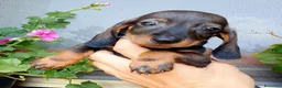 Bassotto cani in vendita: Bassotto pelo corto femmina con pedigree  - Annuncio 12
