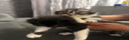 British gatti in vendita: Cuccioli Scottish - Annuncio 4