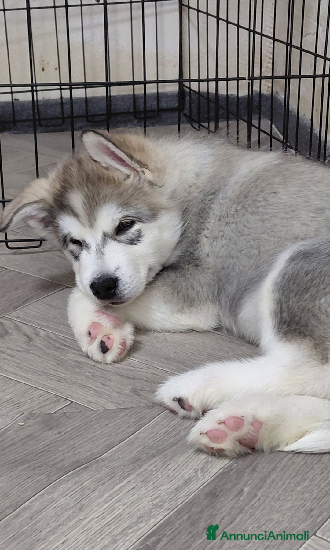 Alaskan Malamute cani in vendita: Cucciola di Alaskan Malamute - Annuncio 4