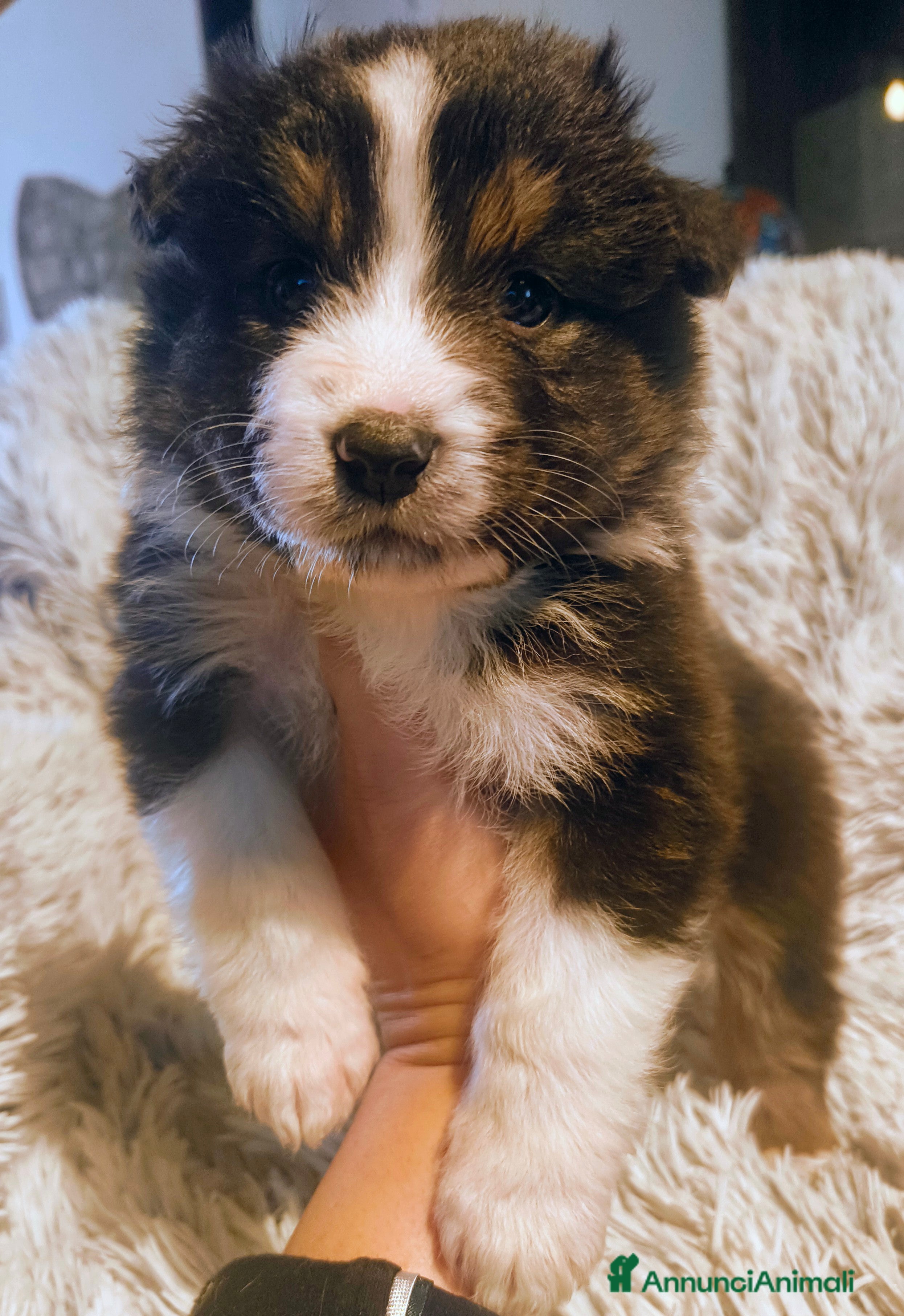 Australian Shepherd cani Cucciolo di Pastore australiano  - Annuncio 3