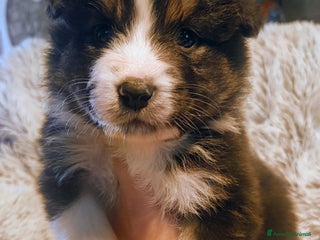 Australian Shepherd cani Cucciolo di Pastore australiano - Annuncio 6