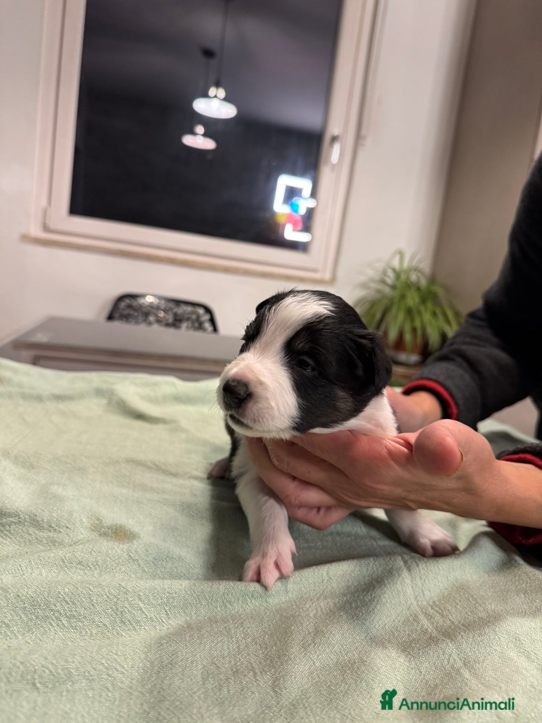 Border Collie cani in vendita: Bordei collie  - Annuncio 6