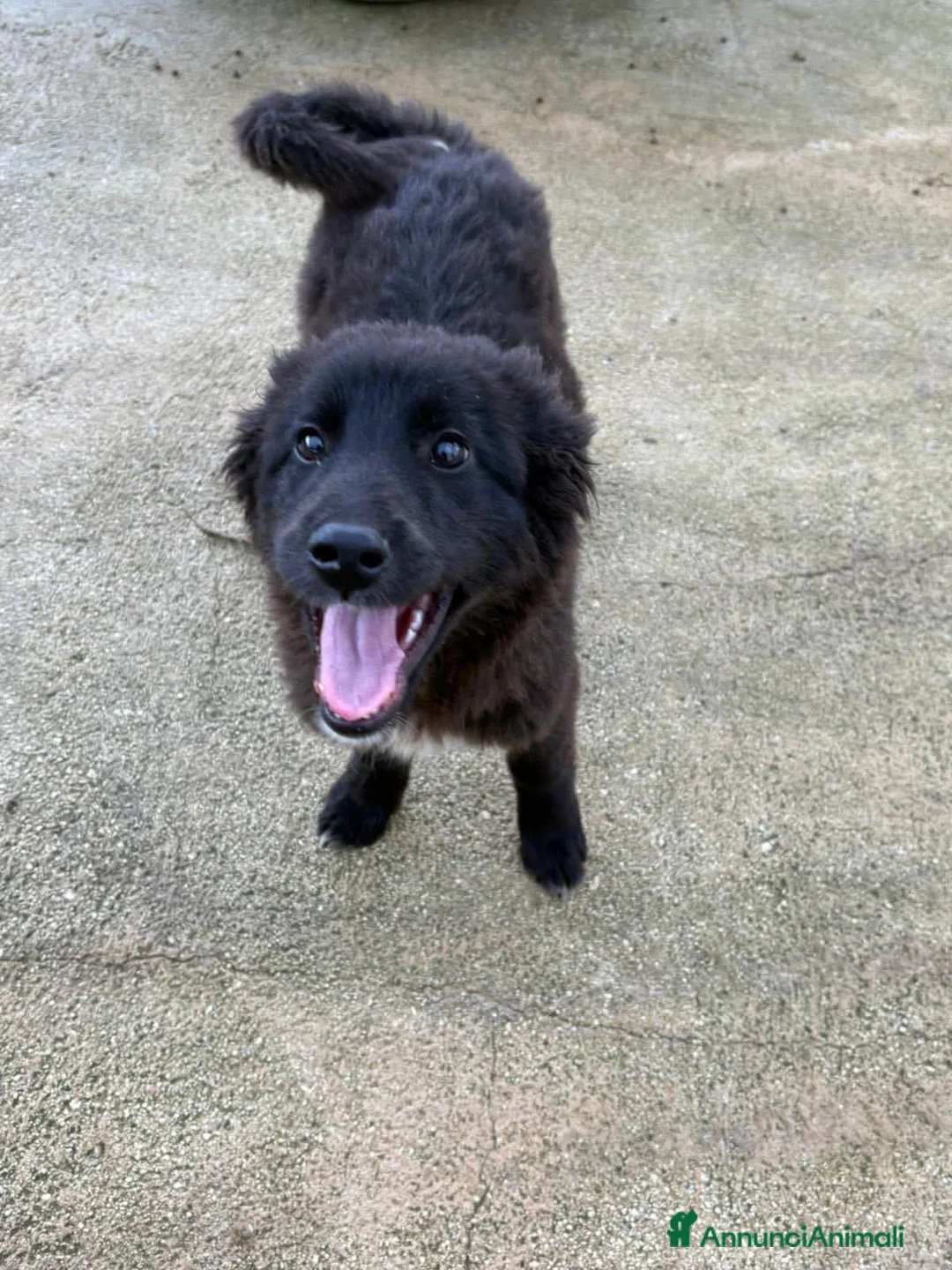 Meticcio cani in regalo: klizia  - Annuncio 5