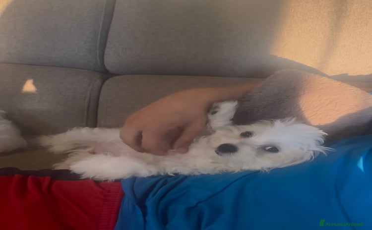 Maltese cani - Annuncio 6