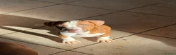 Pitbull cani in vendita: Cuccioli di Pit Bull con pedigree anche a rate - Annuncio 23