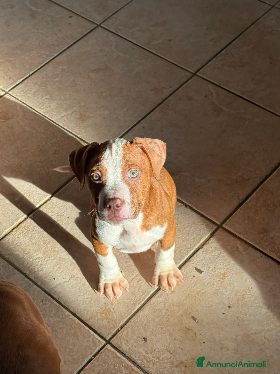 Pitbull cani in vendita: Cuccioli di Pit Bull con pedigree anche a rate - Annuncio 23