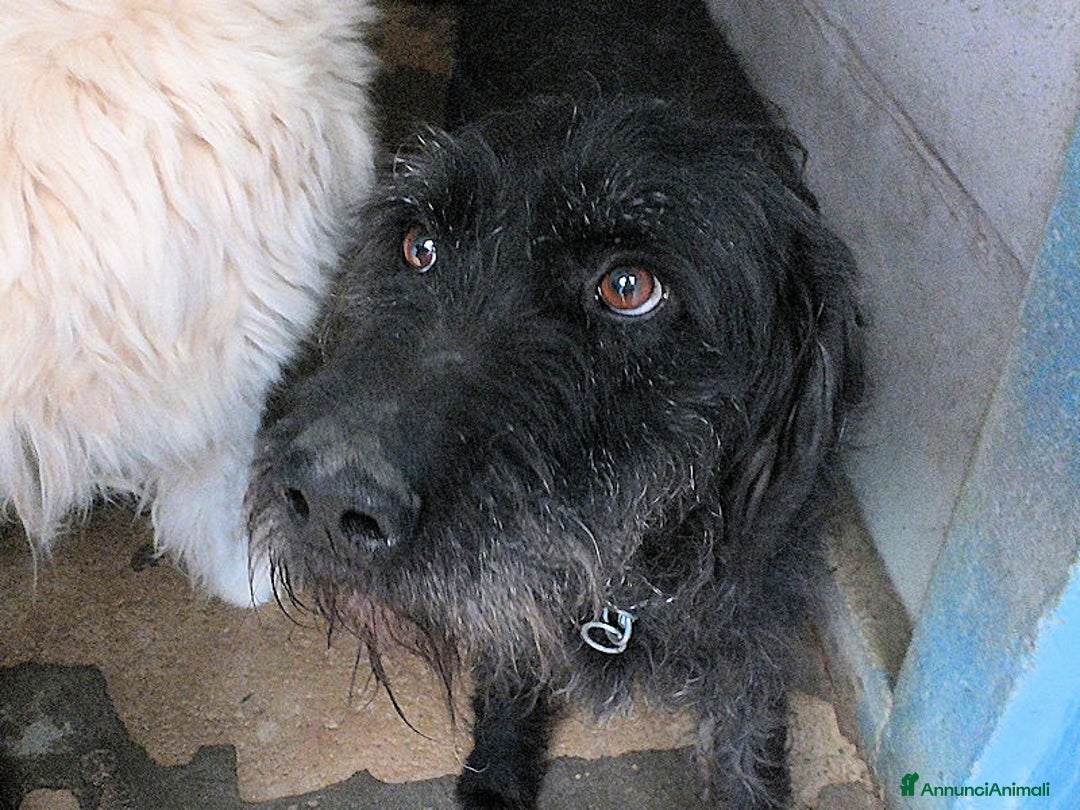 Meticcio cani in regalo: Ciclone, in canile,quando vai lì, speri sempre di  - Annuncio 4