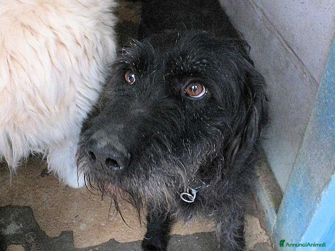 Meticcio cani in regalo: Ciclone, in canile,quando vai lì, speri sempre di  - Annuncio 4