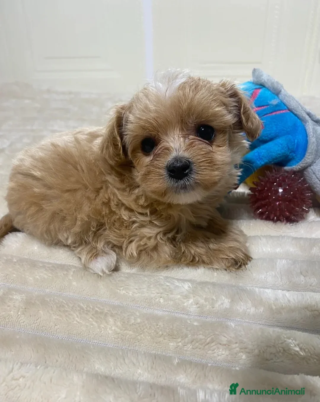 Maltipoo cani in vendita: 🩷3 splendidi cuccioli di Maltipoo🩷 - Annuncio 3