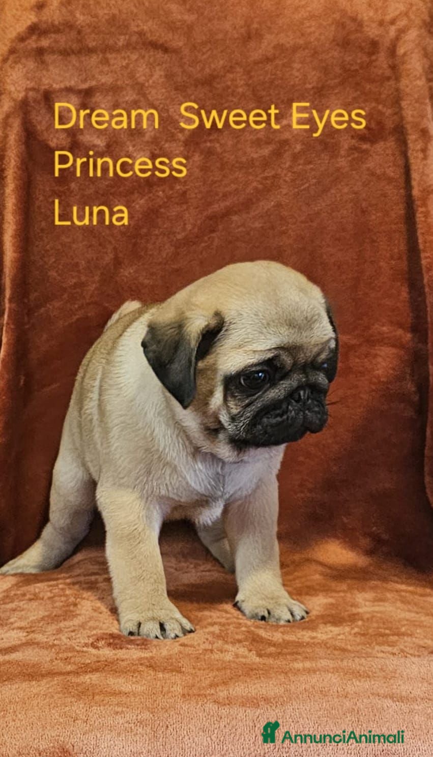 Carlino cani Cuccioli di carlino con pedigree (1800€ - 2500€) - Annuncio 2