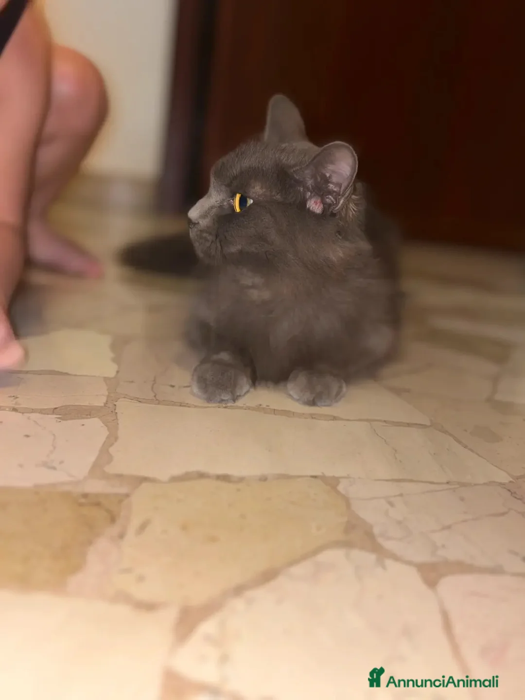 Europeo gatti in regalo: Gatto grigio a pelo lungo a Provincia di Mantova - Annuncio 3