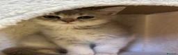 British gatti in vendita: Cuccioli british shorthair - Annuncio 6