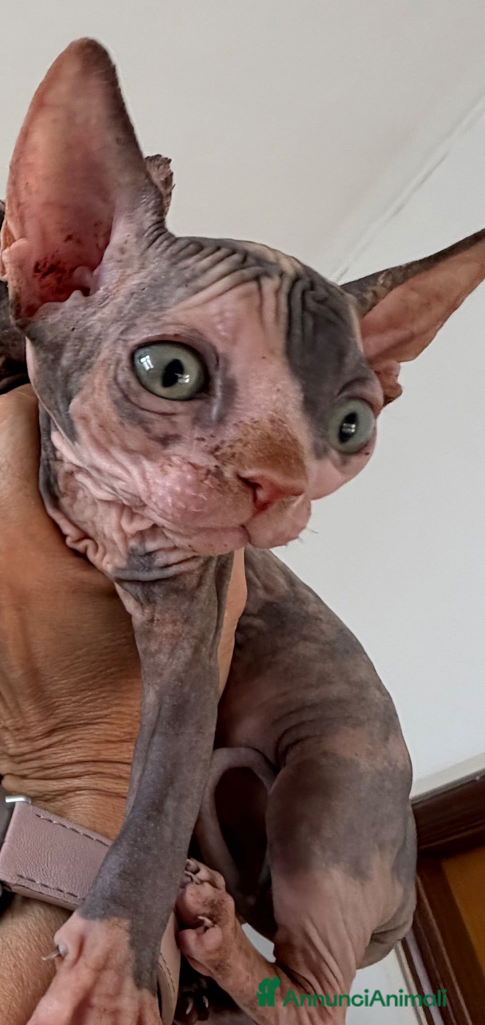 Sphynx gatti Sphynx o gatto nudo - Annuncio 2