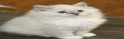 Ragdoll gatti in vendita: Splendidi cuccioli di ragdoll - Annuncio 7