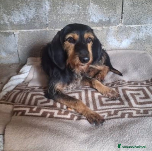 Segugio cani Segugio 2anni MOLLATO LEGATO IN MEZZO AL NULLA!!!! a Città metropolitana di Milano - Annuncio 12