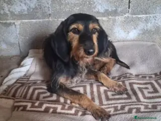 Segugio cani Segugio 2anni MOLLATO LEGATO IN MEZZO AL NULLA!!!! - Annuncio 1