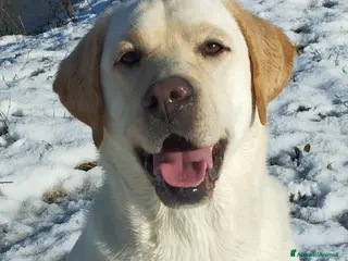 Labrador cani Cuccioli Labrador Retriever - Annuncio 1