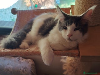 Maine Coon gatti cuccioli Maine Coon - Annuncio 22