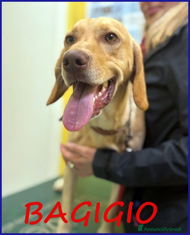 Segugio cani BAGIGIO CUCCIOLONE MIX SEGUGIO 9 MESI, BELLO E BUO - Annuncio 1