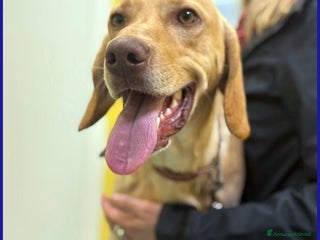 Segugio cani BAGIGIO CUCCIOLONE MIX SEGUGIO 9 MESI, BELLO E BUO - Annuncio 1